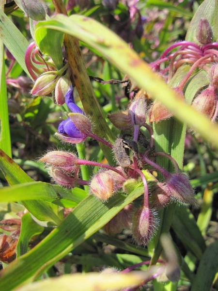 Tradescantia x andersoniana Zwanenburg Blue - Dreimasterblume -