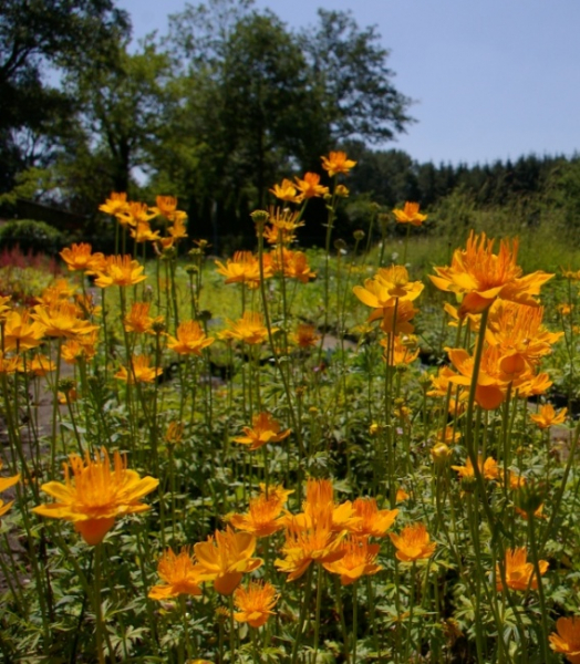 Trollius chinensis Golden Queen - Trollblume -