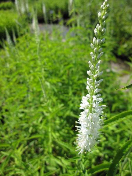 Veronica virginica White Jolanda - Garten-Ehrenpreis -