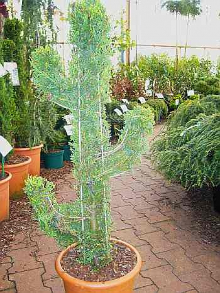 Cupressocyparis leylandii Castlewellan Gold Figur Kaktus  - Bastardzypresse -