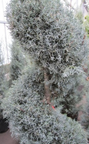 Cupressus arizonica Fastigiata Spirale - Arizona-Zypresse -