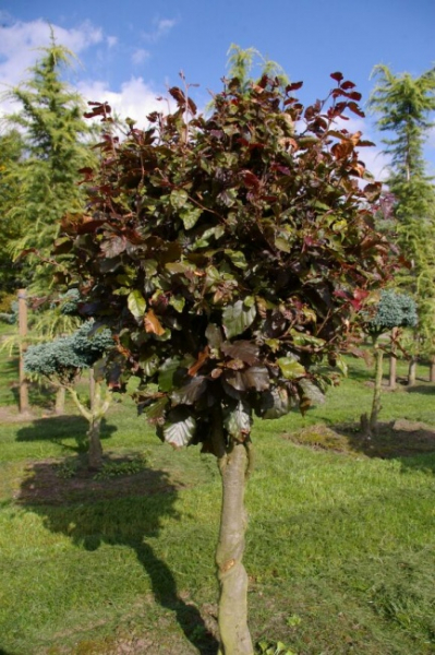Fagus sylvatica purpurea  - Blutbuche - Purpurbuche - Stamm 80