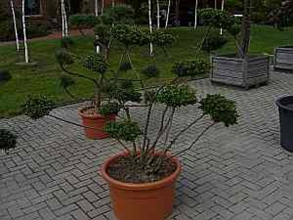Ilex crenata Convexa Formschnitt - Japanischer Löffelilex - 130