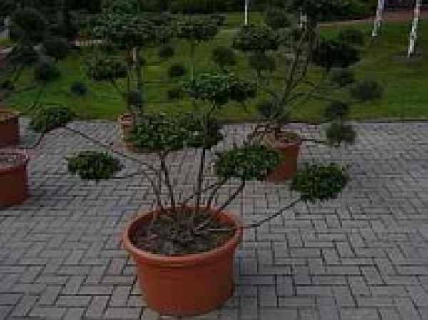 Ilex crenata Convexa Formschnitt - Japanischer Löffelilex - 130