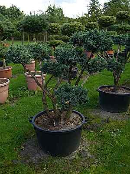 Juniperus squamata Meyeri Formschnitt -Blauzeder-Wacholder - 120