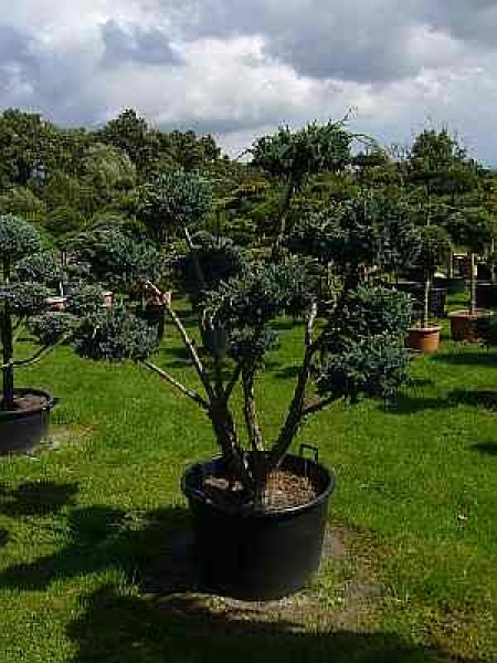 Juniperus squamata Meyeri Formschnitt  - Blauzeder-Wacholder -160