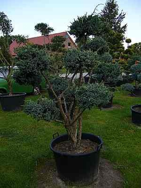 Juniperus squamata Meyeri Formschnitt  - Blauzeder-Wacholder -160