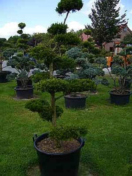 Juniperus virginiana Canertii Formschnitt - Zypressen-Wacholder - 180