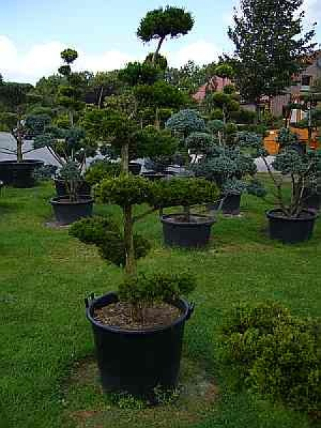 Juniperus virginiana Canertii Formschnitt - Zypressen-Wacholder - 180
