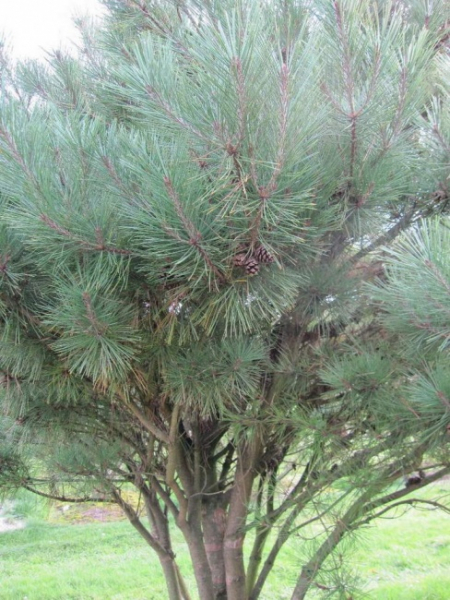Pinus densiflora Pumila Formschnitt-Schirm - Strauchige Rotkiefer - 200x270