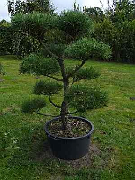 Pinus nigra Austriaca Formschnitt - Österreichische Schwarzkiefer -  160