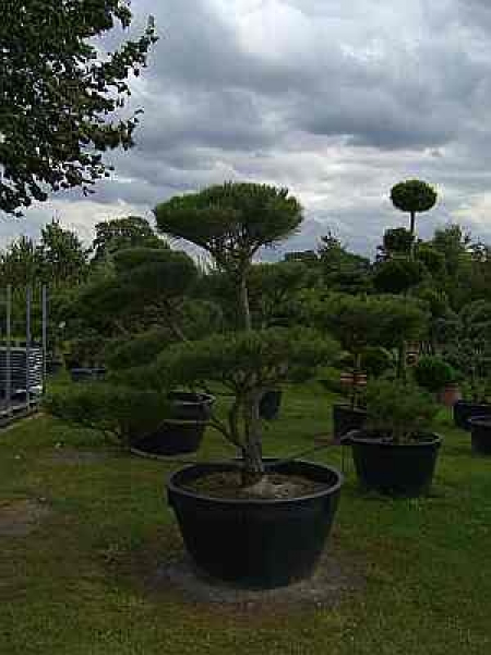 Pinus nigra Austriaca Formschnitt - Österreichische Schwarzkiefer - 250