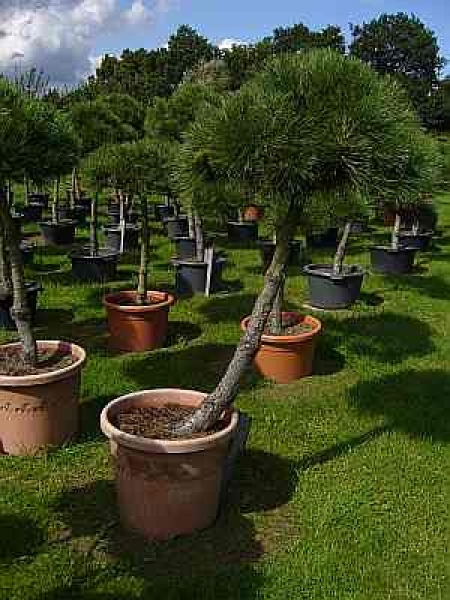 Pinus nigra Austriaca Stamm - Österreichische Schwarzkiefer - 160