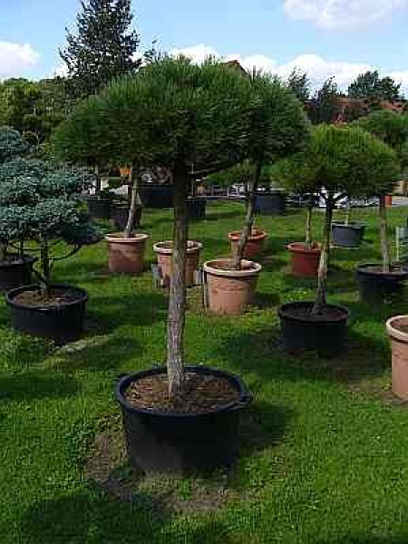 Pinus nigra Austriaca Stamm -Österreichische Schwarzkiefer - 170