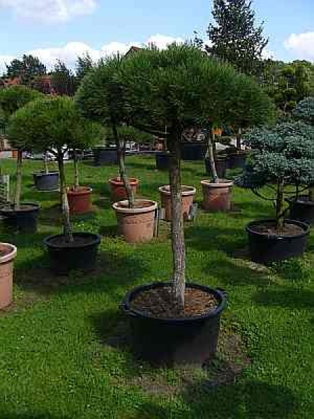 Pinus nigra Austriaca Stamm -Österreichische Schwarzkiefer - 170