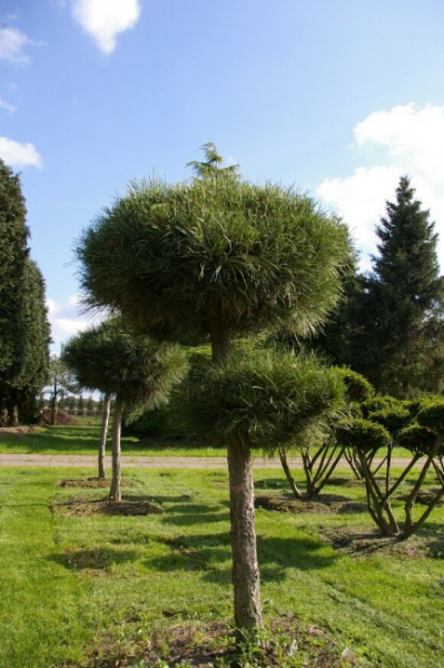 Pinus nigra ssp. nigra Sol. - Schwarzkiefer - 180