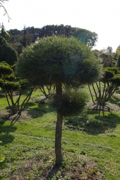 Pinus nigra ssp. nigra Sol. - Schwarzkiefer - 180
