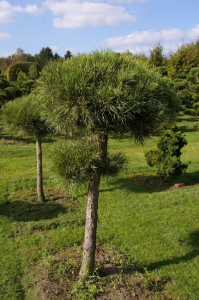 Pinus nigra ssp. nigra Sol. - Schwarzkiefer - 180