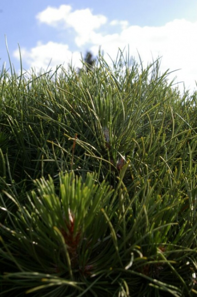 Pinus nigra ssp. nigra Sol. - Schwarzkiefer - 180