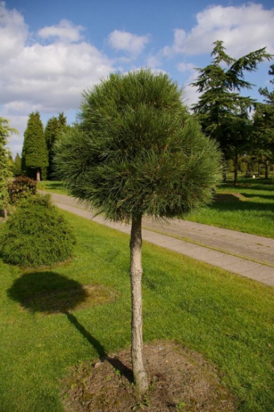 Pinus nigra ssp. nigra Stamm - Schwarzkiefer - 140