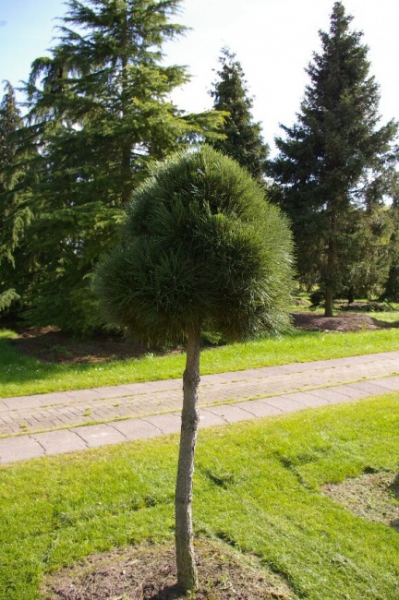 Pinus nigra ssp. nigra Stamm - Schwarzkiefer - 140