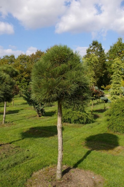 Pinus nigra ssp. nigra Stamm - Schwarzkiefer - 140