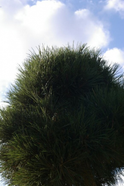 Pinus nigra ssp. nigra Stamm - Schwarzkiefer - 140