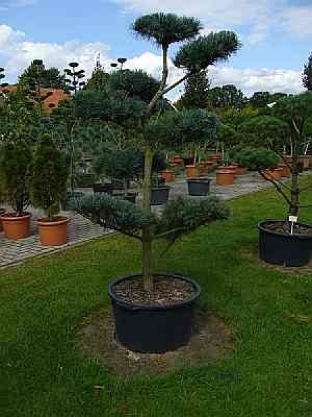 Pinus parviflora Glauca Formschnitt - Blaue Mädchenkiefer - 200