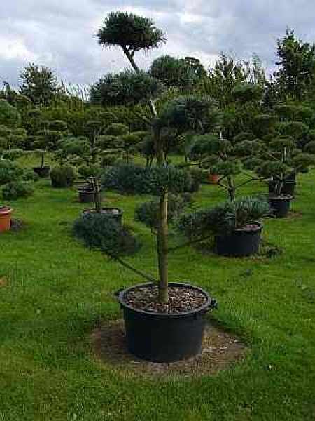 Pinus parviflora Glauca Formschnitt - Blaue Mädchenkiefer - 200