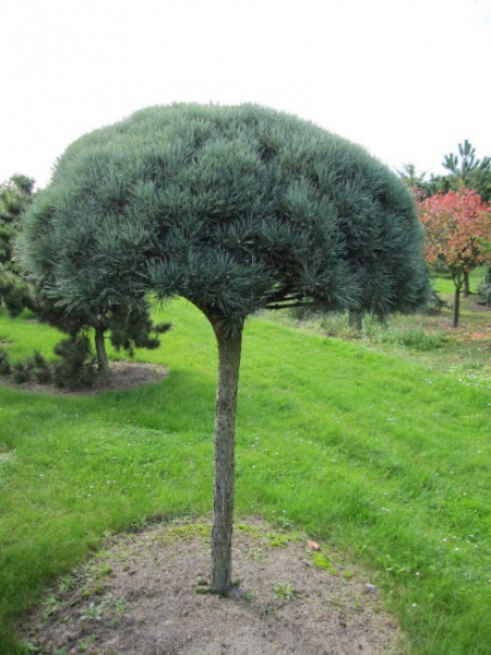 Pinus sylvestris  Glauca Formschnitt-Schirm - Blaue Bergkiefer - 200-250