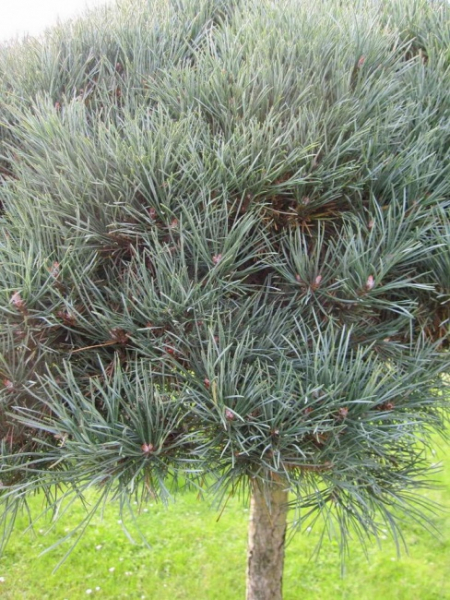 Pinus sylvestris  Glauca Formschnitt-Schirm - Blaue Bergkiefer - 200-250