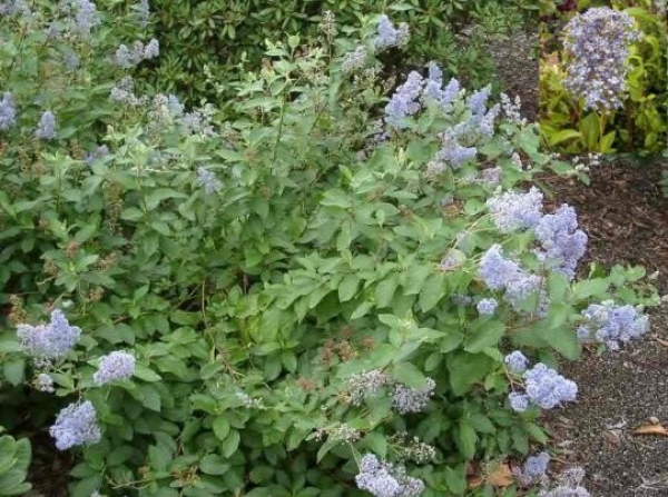 Ceanothus deliliana "Glorie de Versailles" (30-40 cm) Säckelblume 30-40