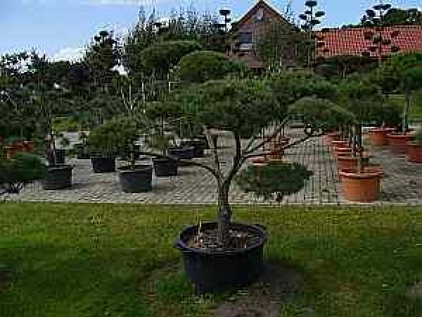 Pinus sylvestris Typ Norwegen Formschnitt - Skandinawische Kiefer - 160