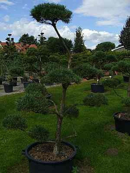 Pinus sylvestris Typ Norwegen Formschnitt - Skandinawische Kiefer - 180