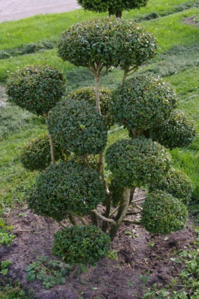 Taxus baccata Bonsai - Europäische Eibe - 70x100