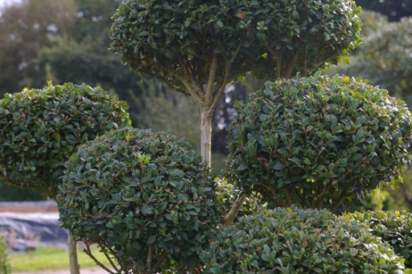 Taxus baccata Bonsai - Europäische Eibe - 70x100