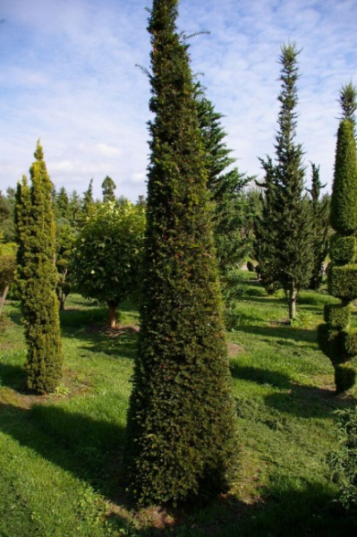 Taxus baccata Formschnitt Kegel - Europäische Eibe - 275-300