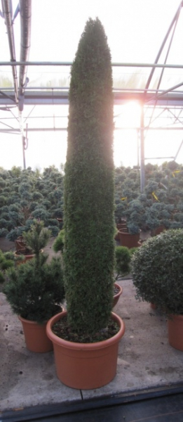 Thuja occidentalis Smaragd Obelisk - Säulenlebensbaum - 150-175
