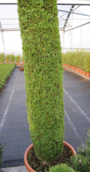 Thuja occidentalis Smaragd Obelisk - Säulenlebensbaum - 150-175