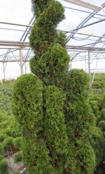 Thuja occidentalis Smaragd Obelisk Wolkenform - Säulenlebensbaum - 150-175