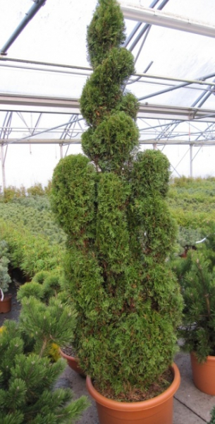 Thuja occidentalis Smaragd Obelisk Wolkenform - Säulenlebensbaum - 150-175