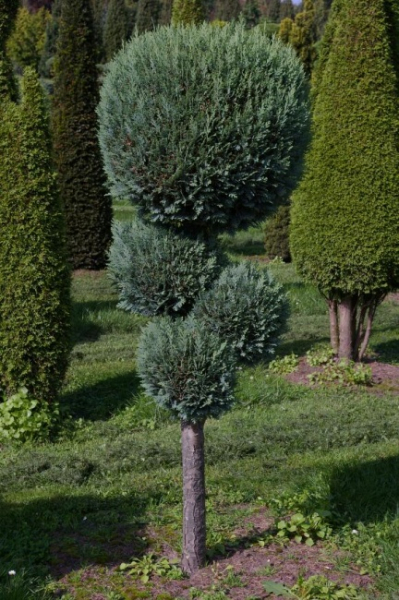 Chamaecyparis lawsoniana  Alumii Form Pom-Pom - Blaue Säulenscheinzypresse - 150-175