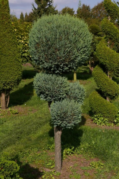 Chamaecyparis lawsoniana  Alumii Form Pom-Pom - Blaue Säulenscheinzypresse - 150-175