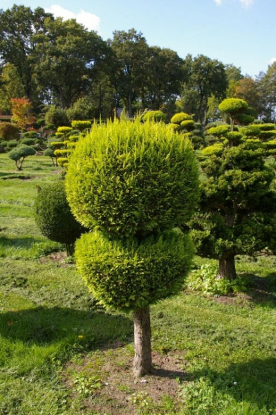 Chamaecyparis lawsoniana  Stardust Form Kugel-Zylinder - Gelbe Scheinzypresse - 175-200