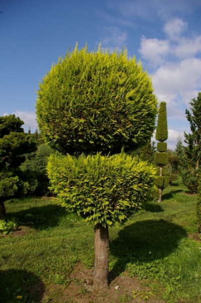 Chamaecyparis lawsoniana  Stardust Form Kugel-Zylinder - Gelbe Scheinzypresse - 175-200