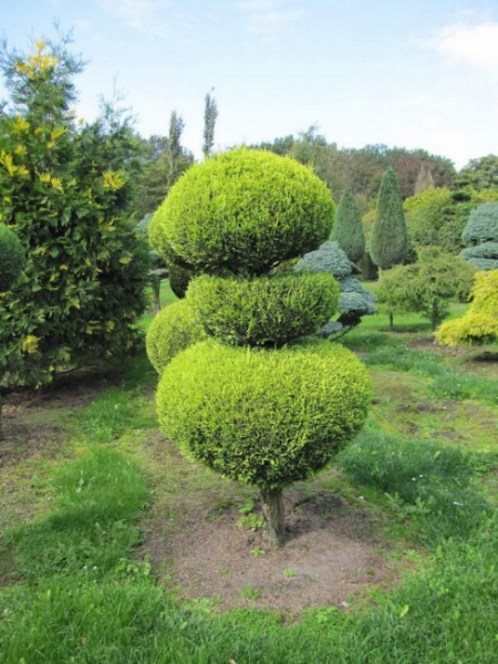 Chamaecyparis lawsoniana Alumigold Formschnitt - Gelbe Scheinzypresse -  175-200