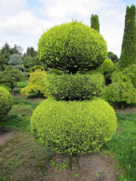 Chamaecyparis lawsoniana Alumigold Formschnitt - Gelbe Scheinzypresse -  175-200