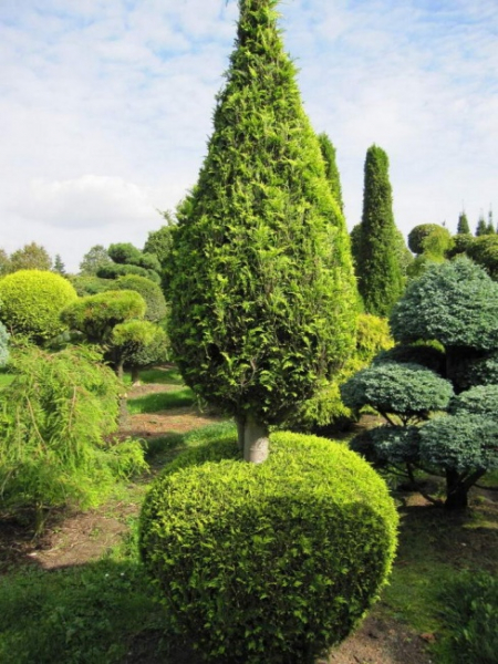 Chamaecyparis lawsoniana Alumigold Formschnitt - Gelbe Scheinzypresse -  275-300