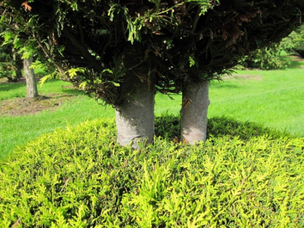 Chamaecyparis lawsoniana Alumigold Formschnitt - Gelbe Scheinzypresse -  275-300