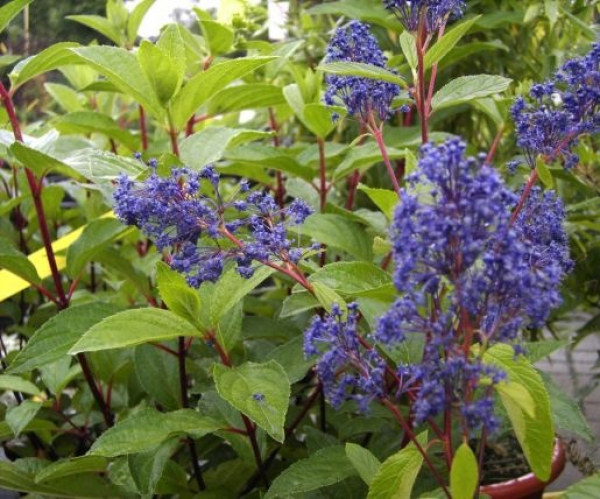 Ceanothus deliliana "Henri Desfosse" (30-40 cm) Säckelblume